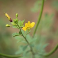 Cleome viscosa L.